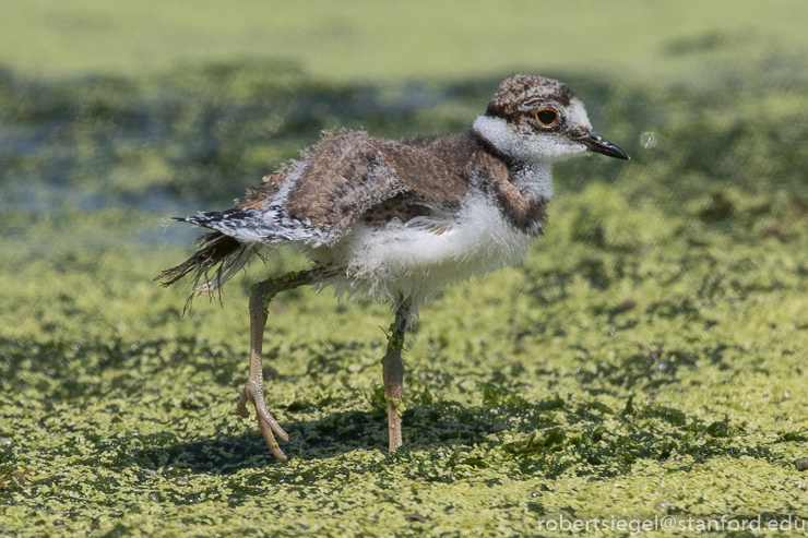 emily renzel wetlands